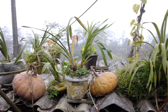 Hau Chu Ngai Village